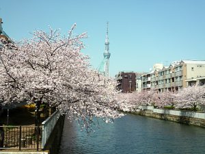 菊川橋から見る桜